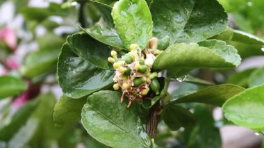 Ağaç konseptinde yeşil yapraklı limon çiçekleri ve ekşi limon bitkisi.