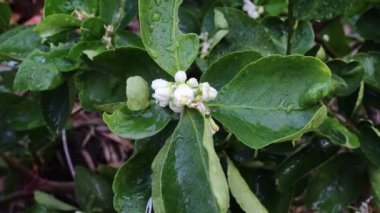 Ağaç konseptinde yeşil yapraklı limon çiçekleri ve ekşi limon bitkisi.