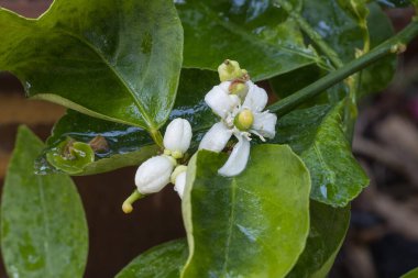 Ağaç konseptinde yeşil yapraklı limon çiçekleri ve ekşi limon bitkisi.