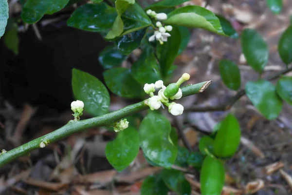 Flor Limão Flor Com Folhas Verdes Ramos Conceito Árvore Flores — Fotografia de Stock