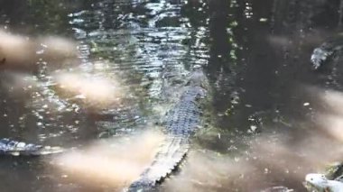 Nehirdeki timsahlar Bangkok Tayland 'daki timsah çiftliğinde.