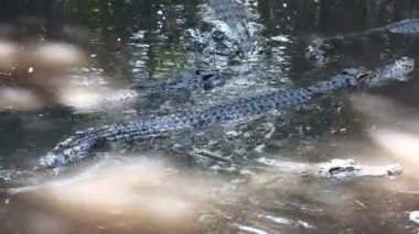 Nehirdeki timsahlar Bangkok Tayland 'daki timsah çiftliğinde.