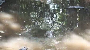 Nehirdeki timsahlar Bangkok Tayland 'daki timsah çiftliğinde.