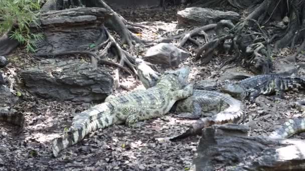 Krokodile Liegen Auf Dem Boden Einer Krokodilfarm Bangkok Thailand — Stockvideo