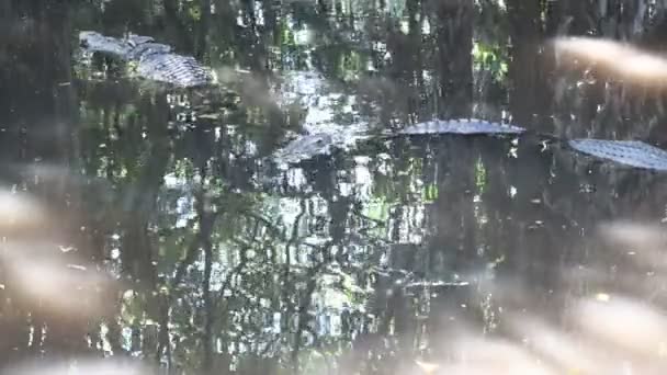 ワニの養殖場で川のワニ バンコクタイ — ストック動画