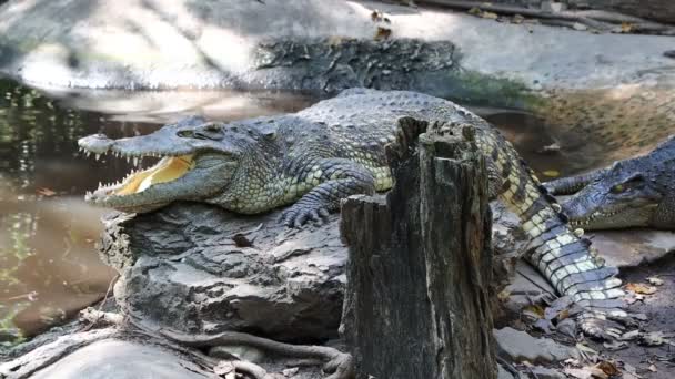 Крокодилы Лежат Земле Крокодиловой Ферме Бангкок Таиланд — стоковое видео
