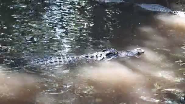 Crocodiles River Crocodile Farm Bangkok Thailand — Stock Video