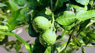 Taze Bergamot 'lar ve ağaçtaki yapraklar meyveli su damlalarıyla, bitkisel bergami Aroma