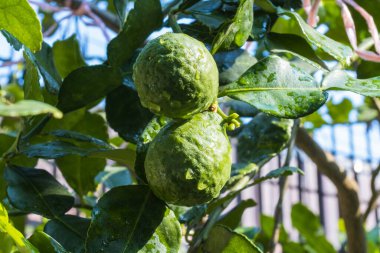 Taze Bergamot 'lar ve ağaçtaki yapraklar meyveli su damlalarıyla, bitkisel bergami Aroma