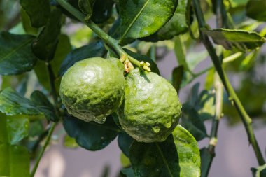 Taze Bergamot 'lar ve ağaçtaki yapraklar meyveli su damlalarıyla, bitkisel bergami Aroma