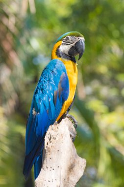 Kuş Mavi ve Sarı papağan, ağaç zemininde dalları var.