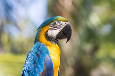 Kuş Mavi ve Sarı papağan, ağaç zemininde dalları var.