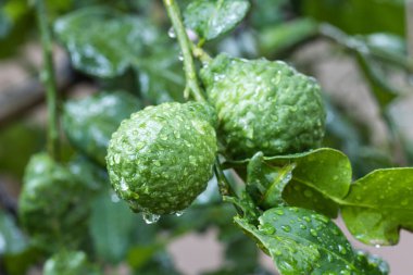 Taze Bergamot 'lar ve ağaçtaki yapraklar. Üzerlerine su damlaları. Meyvemsi, bitkisel Bergami Arom.