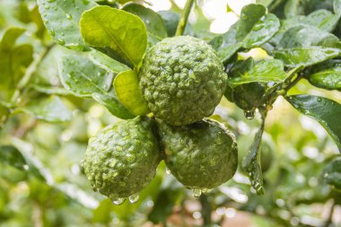Taze Bergamot 'lar ve ağaçtaki yapraklar. Üzerlerine su damlaları. Meyvemsi, bitkisel Bergami Arom.