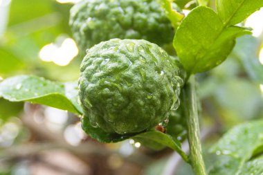 Taze Bergamot 'lar ve ağaçtaki yapraklar. Üzerlerine su damlaları. Meyvemsi, bitkisel Bergami Arom.