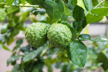 Taze Bergamot 'lar ve ağaçtaki yapraklar. Üzerlerine su damlaları. Meyvemsi, bitkisel Bergami Arom.