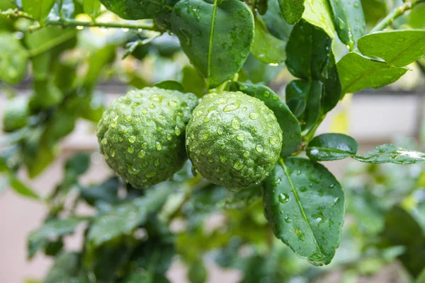 Färska Bergamott Och Blad Träd Med Vattendroppar Dem Fruktig Med — Stockfoto