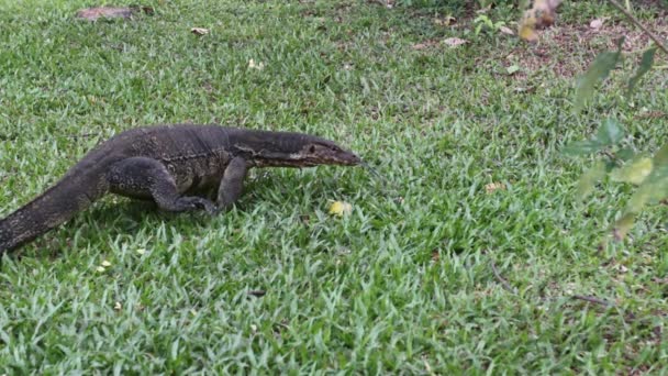 公共の公園で草の上をゆっくり歩き 水の近くの地域に住んでいるウォーターモニターやベンガルモニター Asia Bangkok Thailand — ストック動画