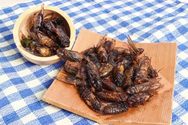 Bol yağda kızartılmış ağustos böceği Tayland yemeği proteini. Normal geleneksel Tayland yemeği. 