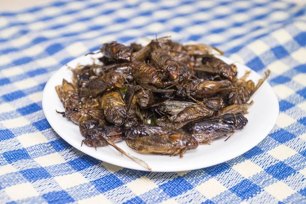 Bol yağda kızartılmış ağustos böceği Tayland yemeği proteini. Normal geleneksel Tayland yemeği. 