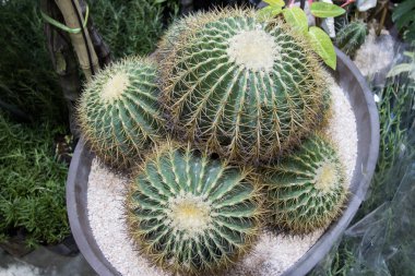 Ev dekorasyonu için Yeşil Kaktüs Bangkok Tayland