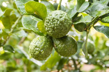 Taze Bergamot 'lar ve ağaçtaki yapraklar. Üzerlerine su damlaları. Meyvemsi, bitkisel Bergami Arom.