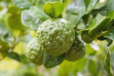 Taze Bergamot 'lar ve ağaçtaki yapraklar. Üzerlerine su damlaları. Meyvemsi, bitkisel Bergami Arom.