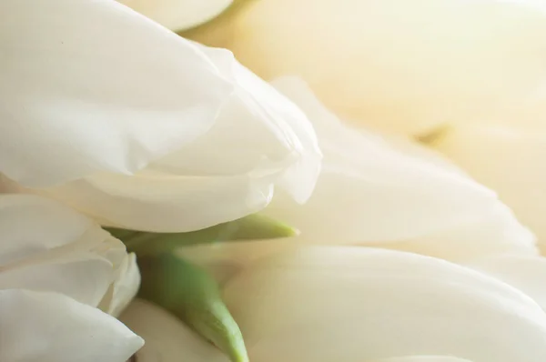 Bukiet świeżych białych kubków tulipanów. Strzał makro. — Zdjęcie stockowe