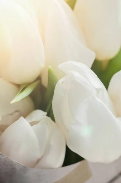 Bukiet świeżych białych kubków tulipanów. Strzał makro. — Zdjęcie stockowe