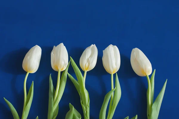 Cinco tulipas brancas frescas deitadas seguidas. Fundo azul profundo. — Fotografia de Stock