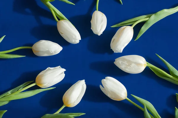 Several fresh white tulips lying in a circle. Deep blue background. — Stock Photo, Image