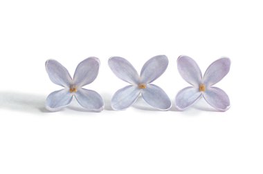 Beyaz arka planda izole edilmiş mor leylak çiçeği. Makro çekim.