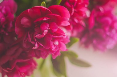 Cam bir vazoda renkli şakayık çiçekleri. Yaklaş..