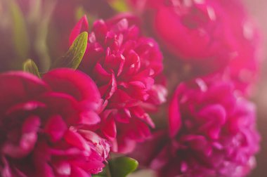 Cam bir vazoda renkli şakayık çiçekleri. Yaklaş..