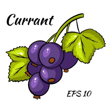 Beyaz arkaplanda izole edilmiş siyah frenk üzümü renginde vektör çizimi. Çizgi film biçimi.