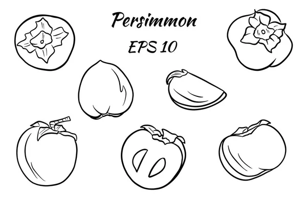 Satz heller Vektorzeichnungen von Persimmon. — Stockvektor