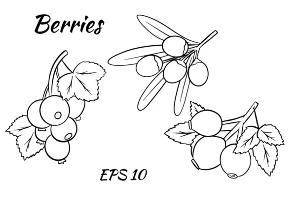 Conjunto Bagas Coloridas Galhos Groselha Vermelha Picadas Rosa Quadris Ilustrações — Vetor de Stock