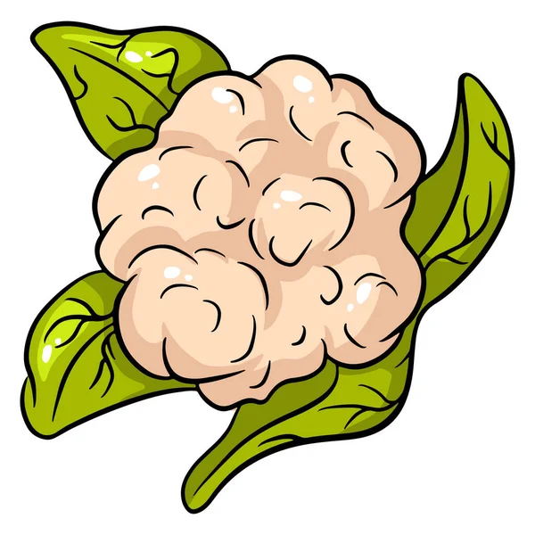 Jasná Vektorová Sbírka Barevného Květáku Čerstvé Kreslené Bio Zeleniny Izolované — Stockový vektor