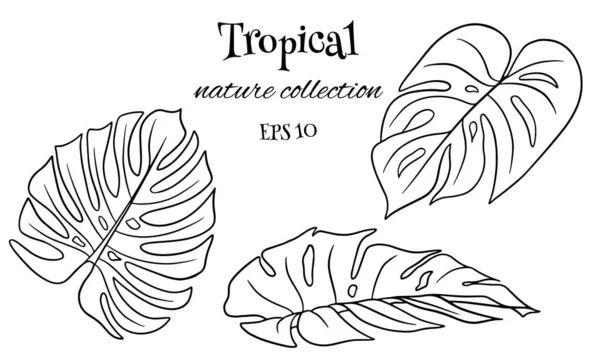 Conjunto Tropical Com Folhas Palma Esculpidas Exóticas Estilo Linha Ilustração — Vetor de Stock