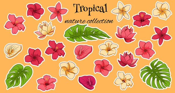 Coleção Tropical Com Flores Exóticas Folhas Esculpidas Estilo Cartoon Ilustração — Vetor de Stock