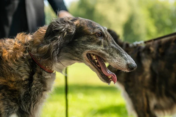 Greyhound Dog Stands Next Man Fastest Hunting Dog — Stock Photo, Image