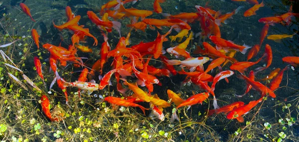 Beaucoup Poissons Rouges Dans Étang — Photo