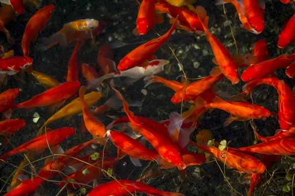 池にはたくさんの赤い魚がいて — ストック写真