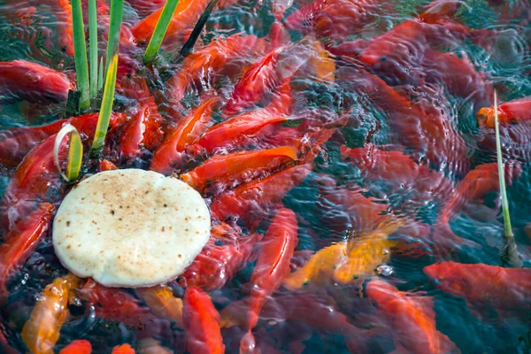 池にはたくさんの赤い魚がいて — ストック写真