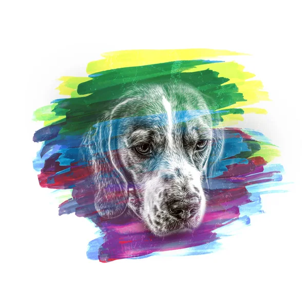 Голова Собаки Творчими Абстрактними Елементами Білому Тлі — стокове фото