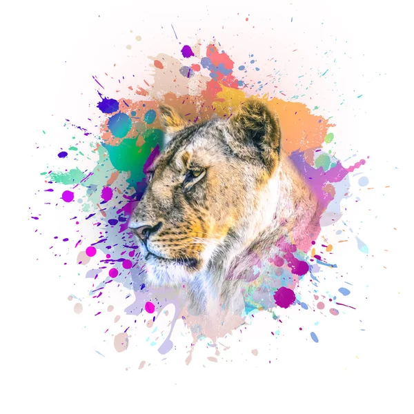 Lioness Head Creative Abstract Elements White Background — Stock Photo, Image