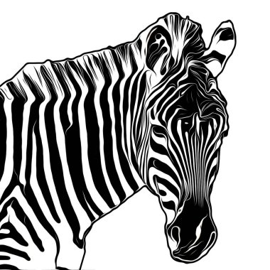 Beyaz arka planda sevimli zebra kafası