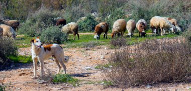 Koyunlar ve keçiler güneşli bir günde yeşil çimlerde otluyor. 