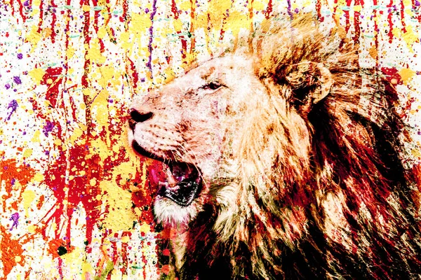 Colorful Artistic Lion Muzzle Bright Paint Splatters White Background — Stock Photo, Image