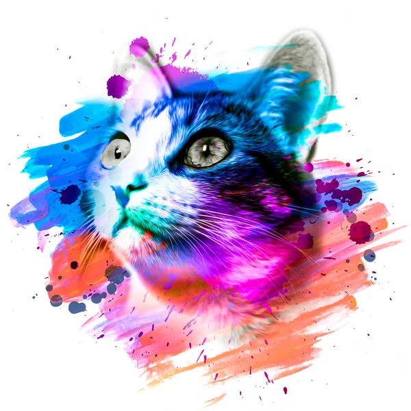 Muselière Artistique Colorée Pour Chat Avec Éclaboussures Peinture Brillantes Sur — Photo